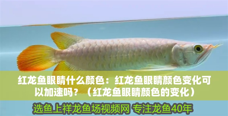 紅龍魚眼睛什么顏色：紅龍魚眼睛顏色變化可以加速嗎？（紅龍魚眼睛顏色的變化）