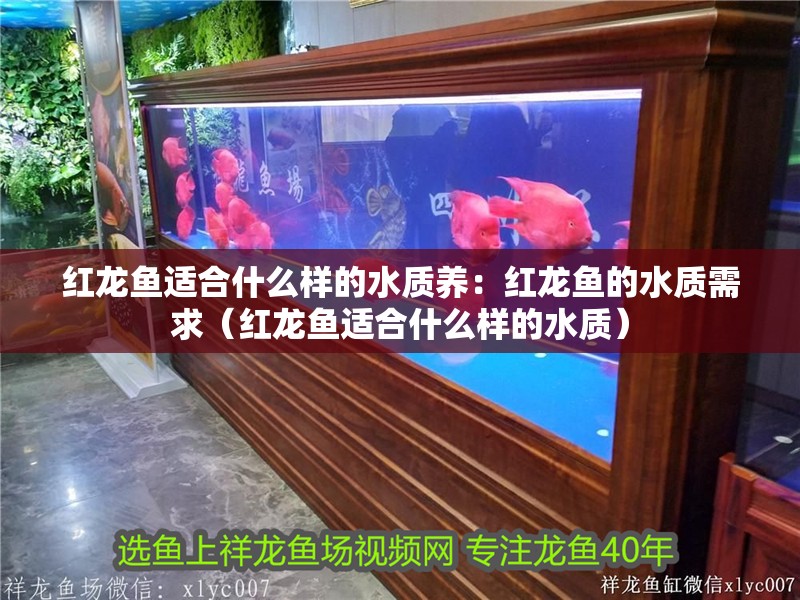 紅龍魚適合什么樣的水質(zhì)養(yǎng)：紅龍魚的水質(zhì)需求（紅龍魚適合什么樣的水質(zhì)）