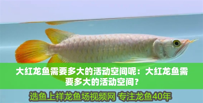 大紅龍魚需要多大的活動空間呢：大紅龍魚需要多大的活動空間？