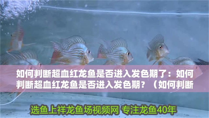 如何判斷超血紅龍魚是否進入發色期了：如何判斷超血紅龍魚是否進入發色期？（如何判斷超血紅龍魚是否已經進入發色期）