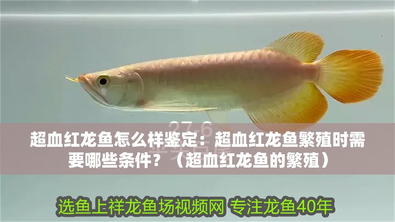 魚缸過濾器選購指南:自制魚缸過濾器魚缸上置過濾器對于養(yǎng)魚愛好者的必備知識 超血紅龍魚怎么樣鑒定:超血紅龍魚繁殖時需要哪些條件?(超血紅龍魚的繁殖) 水族問答 超血紅龍魚怎么樣鑒定:超血紅龍魚繁殖時需要哪些條件?(超血紅龍魚的繁殖) 超血紅龍魚怎么樣鑒定:超血紅龍魚繁殖時需要哪些條件?(超血紅龍魚的繁殖) 水族問答