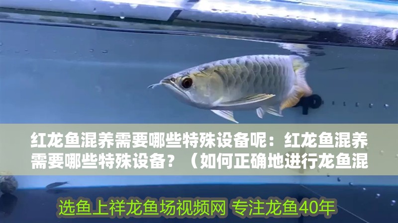 紅龍魚混養需要哪些特殊設備呢：紅龍魚混養需要哪些特殊設備？（如何正確地進行龍魚混養）
