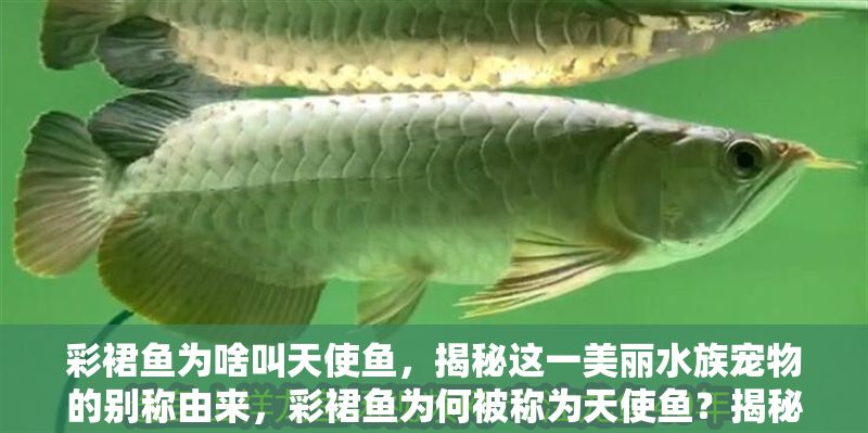 彩裙魚為啥叫天使魚，揭秘這一美麗水族寵物的別稱由來，彩裙魚為何被稱為天使魚？揭秘這一水族寵物的別稱由來