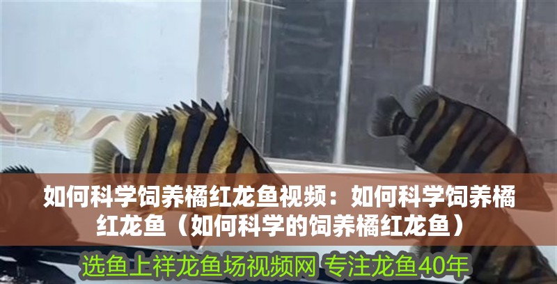 如何科學(xué)飼養(yǎng)橘紅龍魚(yú)視頻：如何科學(xué)飼養(yǎng)橘紅龍魚(yú)（如何科學(xué)的飼養(yǎng)橘紅龍魚(yú)）