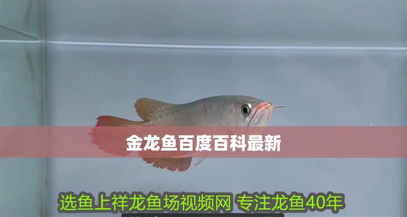 金龍魚百度百科最新