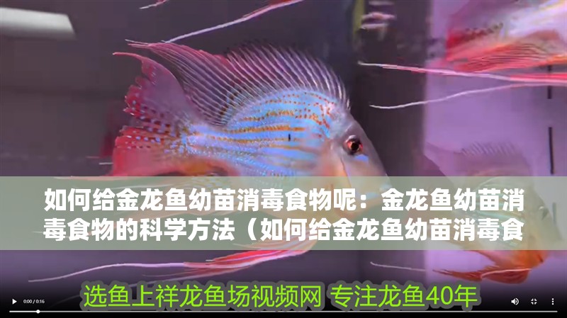 如何給金龍魚幼苗消毒食物呢：金龍魚幼苗消毒食物的科學(xué)方法（如何給金龍魚幼苗消毒食物）