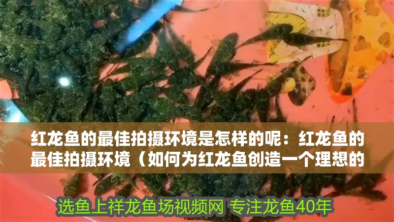 紅龍魚的最佳拍攝環境是怎樣的呢：紅龍魚的最佳拍攝環境（如何為紅龍魚創造一個理想的拍攝環境）