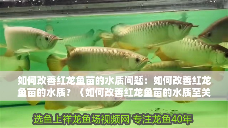 如何改善紅龍魚(yú)苗的水質(zhì)問(wèn)題：如何改善紅龍魚(yú)苗的水質(zhì)？（如何改善紅龍魚(yú)苗的水質(zhì)至關(guān)重要因素改善紅龍魚(yú)苗健康）