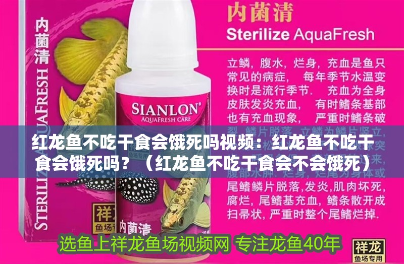 紅龍魚不吃干食會餓死嗎視頻：紅龍魚不吃干食會餓死嗎？（紅龍魚不吃干食會不會餓死）