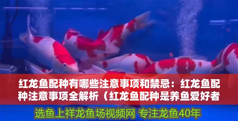 紅龍魚(yú)配種有哪些注意事項(xiàng)和禁忌：紅龍魚(yú)配種注意事項(xiàng)全解析（紅龍魚(yú)配種是養(yǎng)魚(yú)愛(ài)好者中的一項(xiàng)技術(shù)活需要對(duì)魚(yú)類(lèi)的影響）
