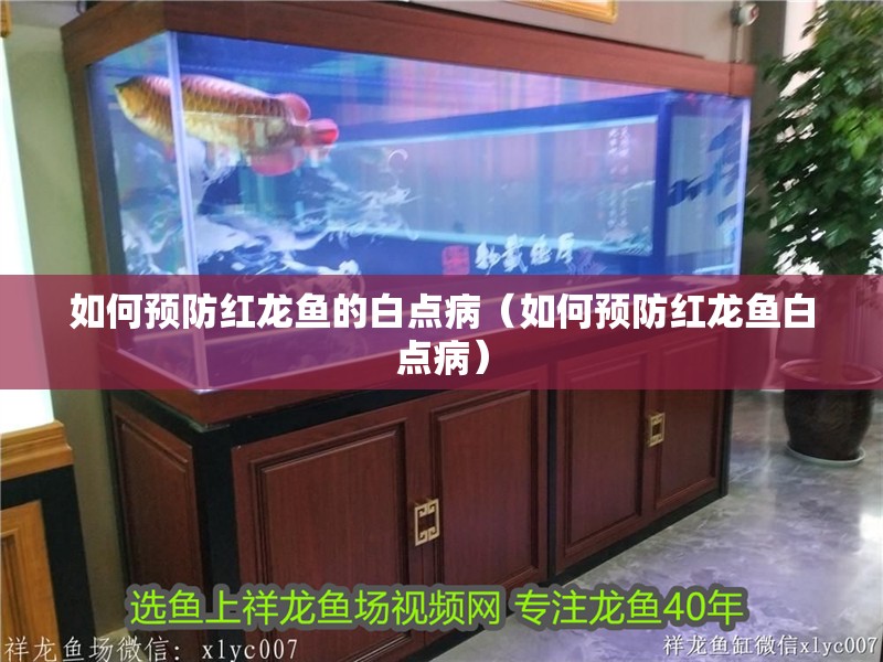 如何預防紅龍魚的白點病（如何預防紅龍魚白點病）