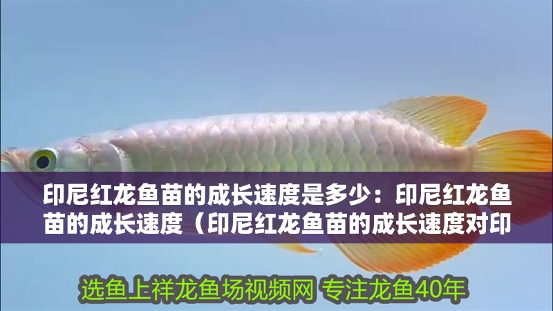 印尼紅龍魚(yú)苗的成長(zhǎng)速度是多少：印尼紅龍魚(yú)苗的成長(zhǎng)速度（印尼紅龍魚(yú)苗的成長(zhǎng)速度對(duì)印尼紅龍魚(yú)苗的成長(zhǎng)速度影響）