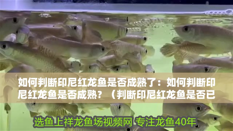 如何判斷印尼紅龍魚是否成熟了：如何判斷印尼紅龍魚是否成熟？（判斷印尼紅龍魚是否已經(jīng)成熟的印尼紅龍魚是否已經(jīng)成熟）