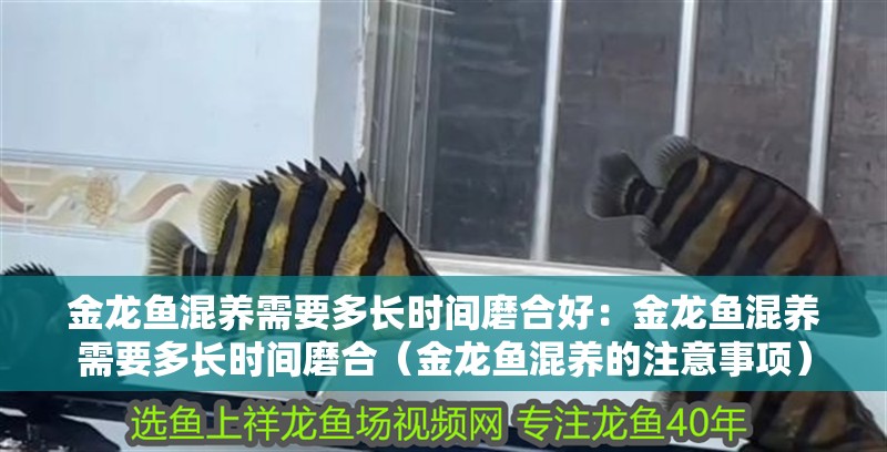 金龍魚混養需要多長時間磨合好：金龍魚混養需要多長時間磨合（金龍魚混養的注意事項）