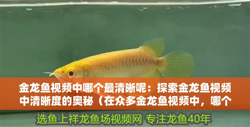 金龍魚視頻中哪個最清晰呢：探索金龍魚視頻中清晰度的奧秘（在眾多金龍魚視頻中，哪個最清晰）