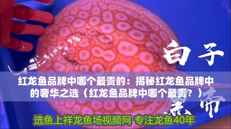 紅龍魚品牌中哪個最貴的：揭秘紅龍魚品牌中的奢華之選（紅龍魚品牌中哪個最貴？）