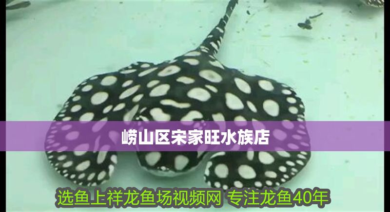嶗山區宋家旺水族店 嶗山區宋家旺水族店 全國水族館企業名錄 第1張