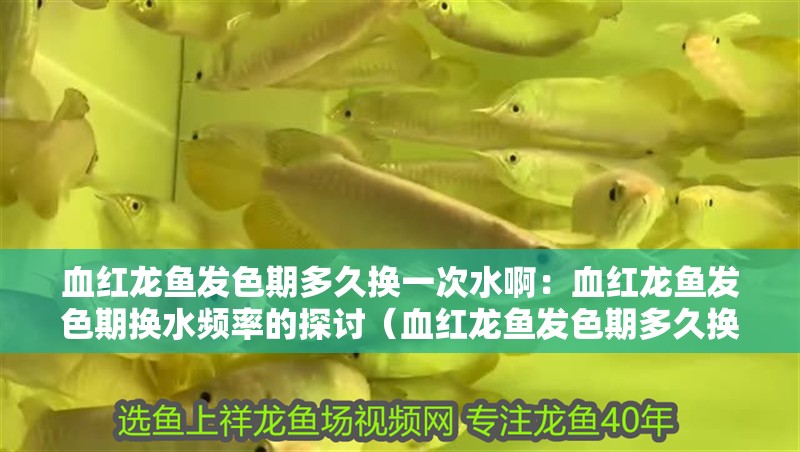血紅龍魚發色期多久換一次水啊：血紅龍魚發色期換水頻率的探討（血紅龍魚發色期多久換一次水）