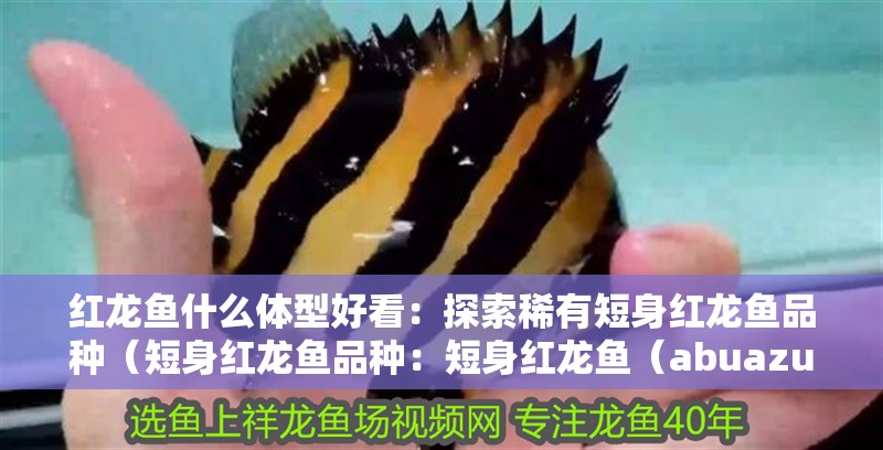 紅龍魚什么體型好看：探索稀有短身紅龍魚品種（短身紅龍魚品種：短身紅龍魚（abuazul））