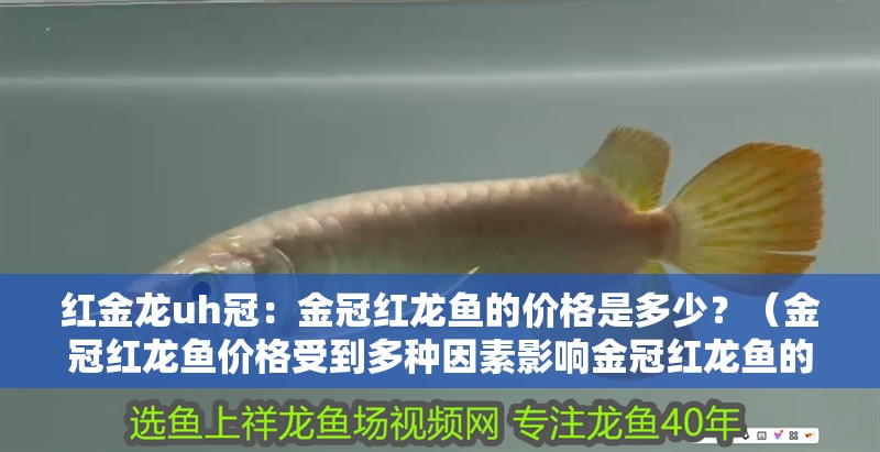 紅金龍uh冠：金冠紅龍魚的價格是多少？（金冠紅龍魚價格受到多種因素影響金冠紅龍魚的價格）