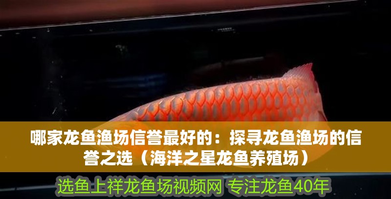 哪家龍魚漁場信譽最好的：探尋龍魚漁場的信譽之選（海洋之星龍魚養(yǎng)殖場）