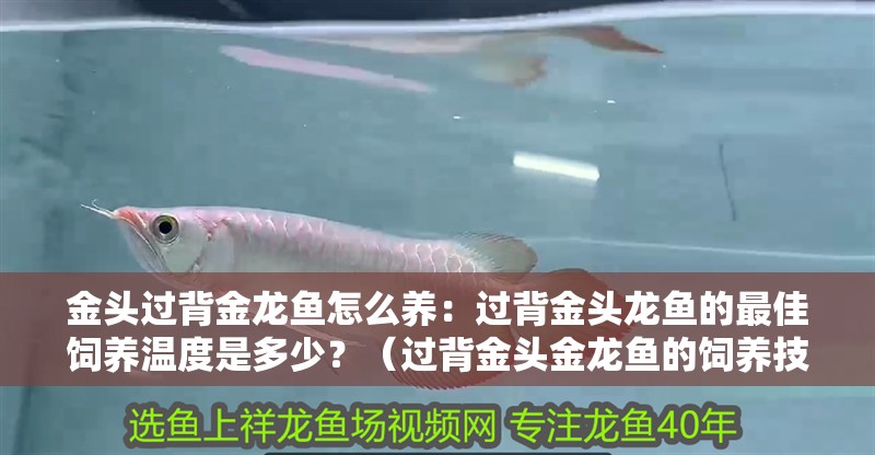 金頭過背金龍魚怎么養(yǎng)：過背金頭龍魚的最佳飼養(yǎng)溫度是多少？（過背金頭金龍魚的飼養(yǎng)技巧）