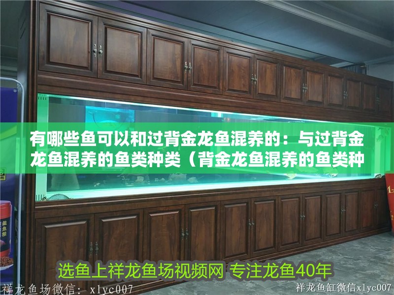 有哪些魚可以和過背金龍魚混養的：與過背金龍魚混養的魚類種類（背金龍魚混養的魚類種類和過背金龍魚混養技巧和注意事項）