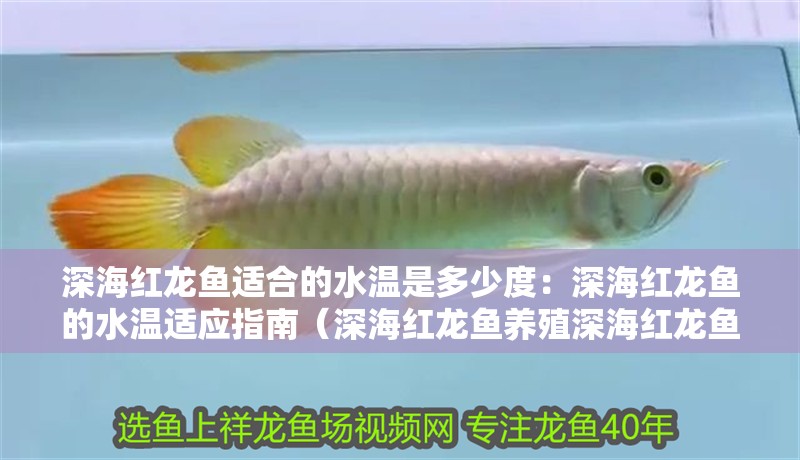 深海紅龍魚適合的水溫是多少度：深海紅龍魚的水溫適應指南（深海紅龍魚養殖深海紅龍魚的理想水溫范圍大約24至28攝）