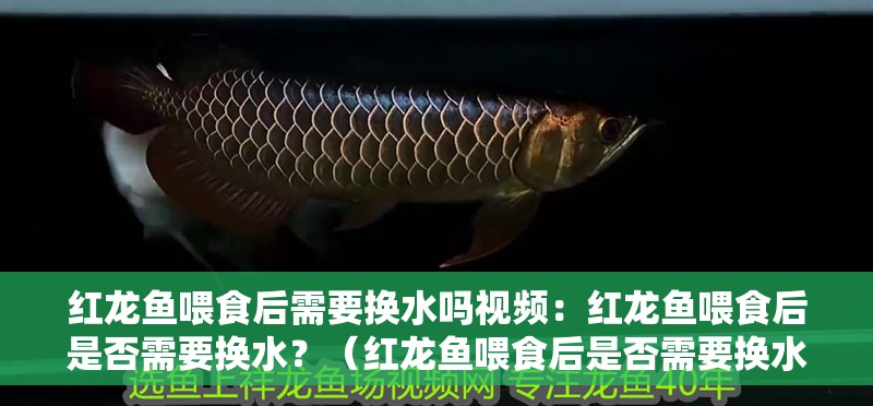 紅龍魚喂食后需要換水嗎視頻：紅龍魚喂食后是否需要換水？（紅龍魚喂食后是否需要換水）
