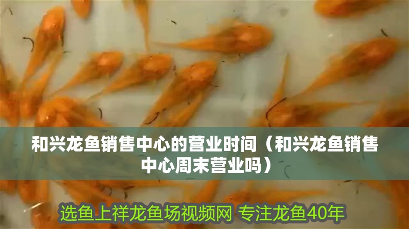 和興龍魚銷售中心的營業(yè)時間（和興龍魚銷售中心周末營業(yè)嗎）