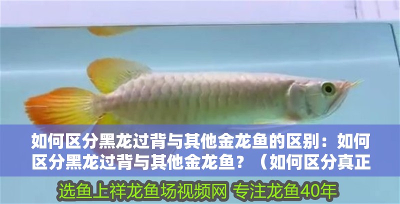 如何區分黑龍過背與其他金龍魚的區別：如何區分黑龍過背與其他金龍魚？（如何區分真正的金龍魚與所謂的“黑龍過背”與“黑龍過背”）