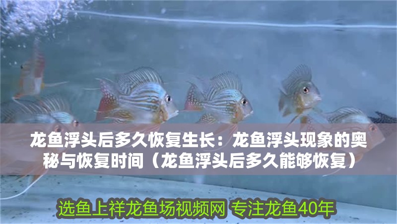 龍魚浮頭后多久恢復生長：龍魚浮頭現象的奧秘與恢復時間（龍魚浮頭后多久能夠恢復）