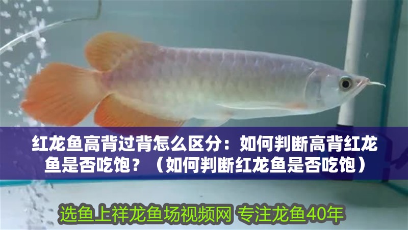 紅龍魚高背過背怎么區分：如何判斷高背紅龍魚是否吃飽？（如何判斷紅龍魚是否吃飽）