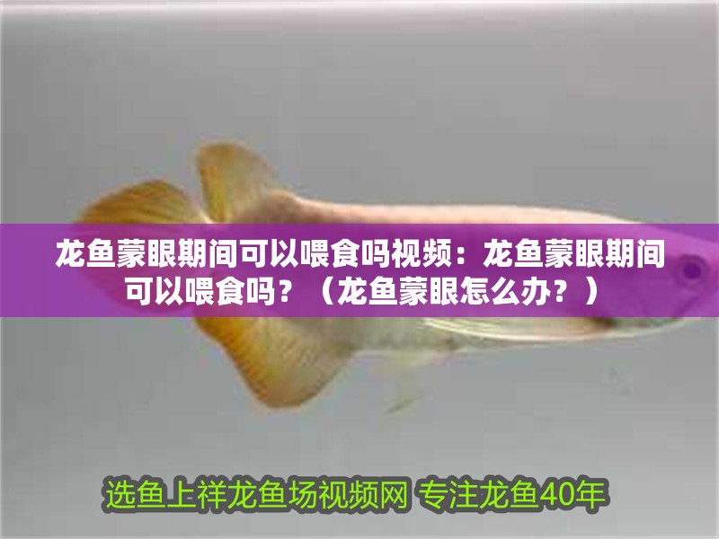 龍魚蒙眼期間可以喂食嗎視頻：龍魚蒙眼期間可以喂食嗎？（龍魚蒙眼怎么辦？）