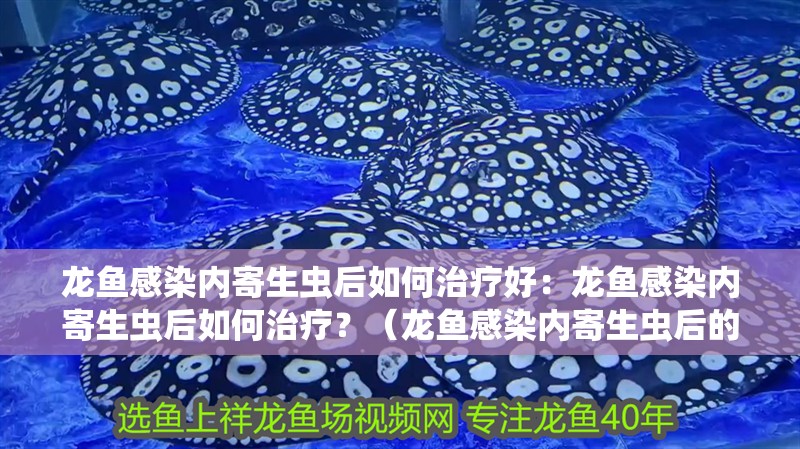 龍魚感染內寄生蟲后如何治療好：龍魚感染內寄生蟲后如何治療？（龍魚感染內寄生蟲后的治療龍魚內寄生蟲后的治療方案）
