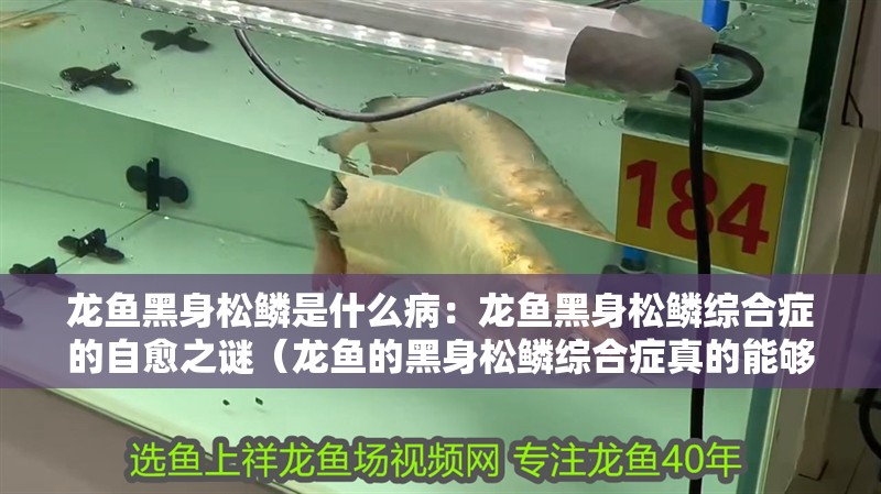 龍魚黑身松鱗是什么病：龍魚黑身松鱗綜合癥的自愈之謎（龍魚的黑身松鱗綜合癥真的能夠自愈嗎？）