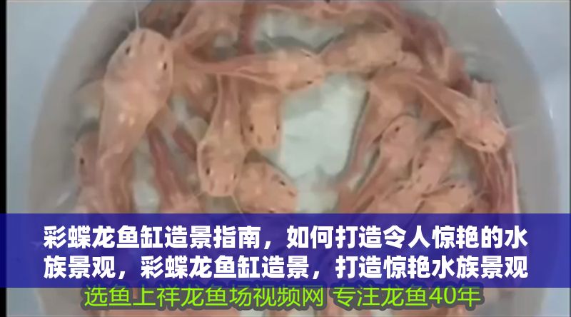 彩蝶龍魚缸造景指南，如何打造令人驚艷的水族景觀，彩蝶龍魚缸造景，打造驚艷水族景觀的完整指南 彩蝶龍魚缸造景指南，如何打造令人驚艷的水族景觀，彩蝶龍魚缸造景，打造驚艷水族景觀的完整指南 龍魚百科 第1張