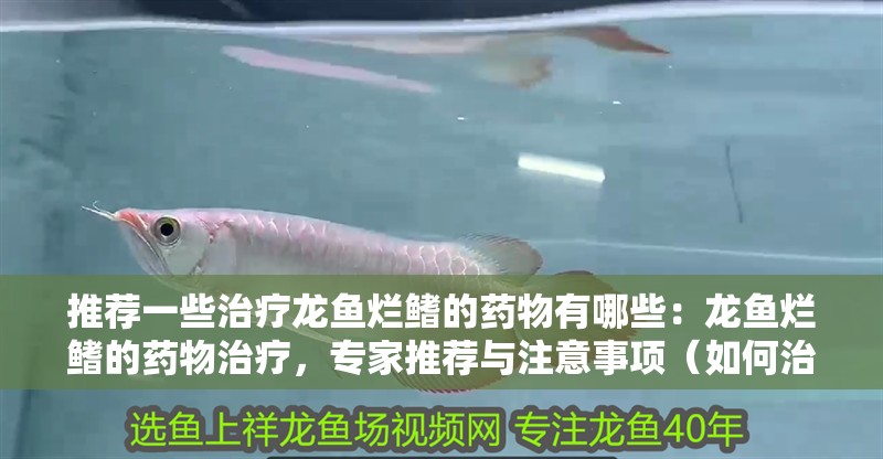 推薦一些治療龍魚爛鰭的藥物有哪些：龍魚爛鰭的藥物治療，專家推薦與注意事項（如何治療龍魚爛鰭）