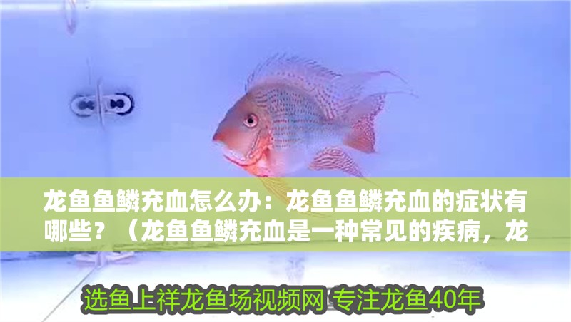 龍魚魚鱗充血怎么辦：龍魚魚鱗充血的癥狀有哪些？（龍魚魚鱗充血是一種常見的疾病，龍魚魚鱗充血的癥狀）