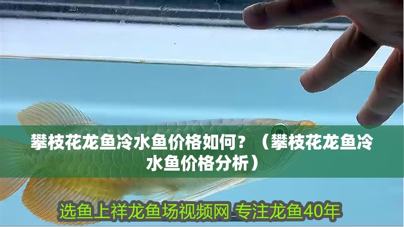 攀枝花龍魚冷水魚價格如何？（攀枝花龍魚冷水魚價格分析）