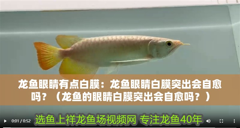 龍魚眼睛有點白膜：龍魚眼睛白膜突出會自愈嗎？（龍魚的眼睛白膜突出會自愈嗎？）