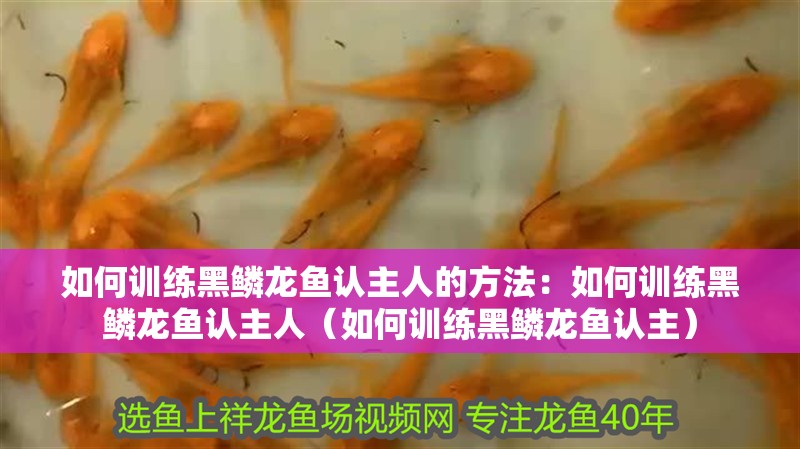 如何訓(xùn)練黑鱗龍魚認(rèn)主人的方法：如何訓(xùn)練黑鱗龍魚認(rèn)主人（如何訓(xùn)練黑鱗龍魚認(rèn)主）