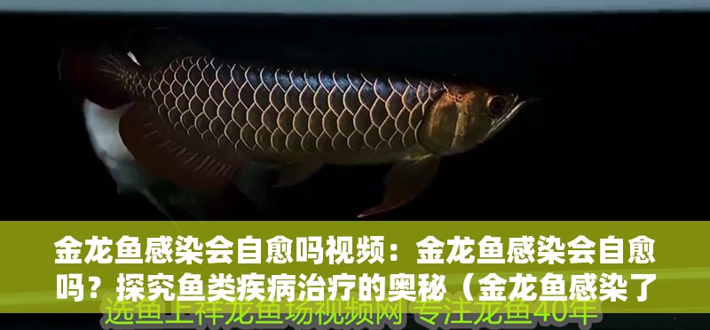金龍魚感染會自愈嗎視頻：金龍魚感染會自愈嗎？探究魚類疾病治療的奧秘（金龍魚感染了疾病，它會自己痊愈嗎？）
