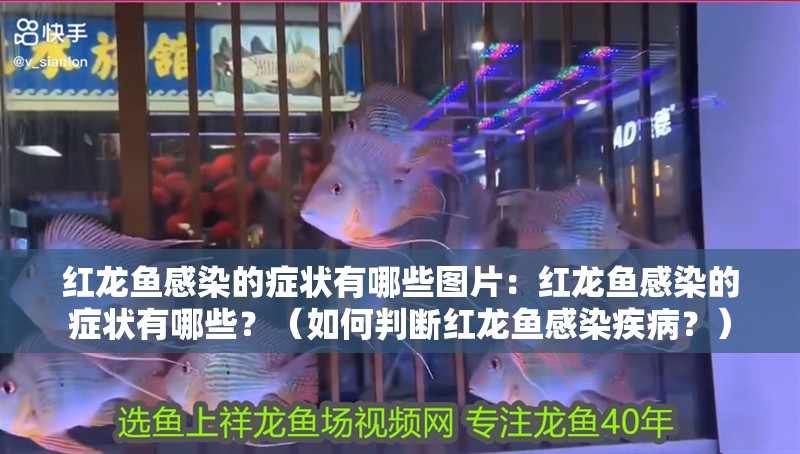 紅龍魚感染的癥狀有哪些圖片：紅龍魚感染的癥狀有哪些？（如何判斷紅龍魚感染疾病？）