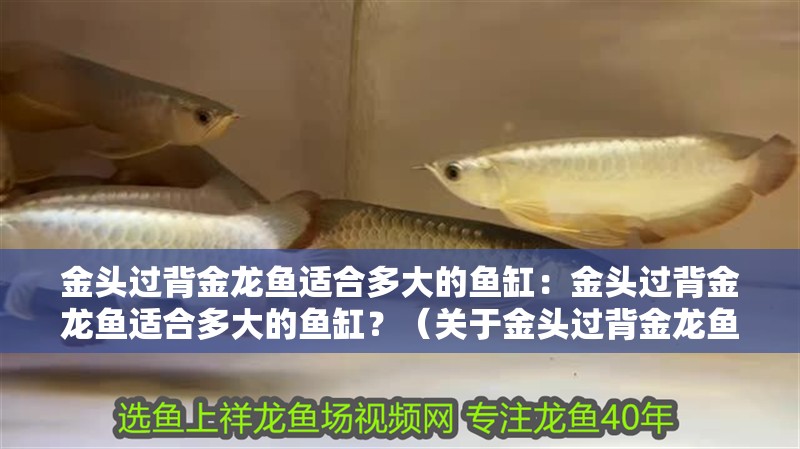 金頭過背金龍魚適合多大的魚缸：金頭過背金龍魚適合多大的魚缸？（關于金頭過背金龍魚的一些建議）