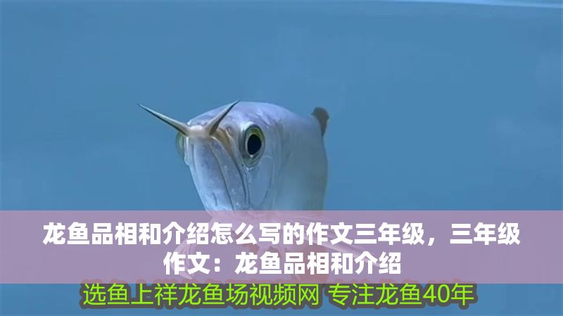 龍魚品相和介紹怎么寫的作文三年級，三年級作文：龍魚品相和介紹 龍魚品相和介紹怎么寫的作文三年級，三年級作文：龍魚品相和介紹 龍魚百科 第2張