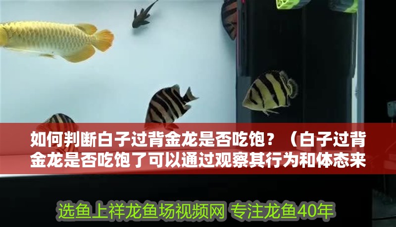 魚缸用增氧泵價格是多少:魚缸增氧機-xtrac增氧機-xtrac增氧機 如何判斷白子過背金龍是否吃飽?(白子過背金龍是否吃飽了可以通過觀察其行為和體態來判斷) 龍魚百科 如何判斷白子過背金龍是否吃飽?(白子過背金龍是否吃飽了可以通過觀察其行為和體態來判斷) 如何判斷白子過背金龍是否吃飽?(白子過背金龍是否吃飽了可以通過觀察其行為和體態來判斷) 龍魚百科