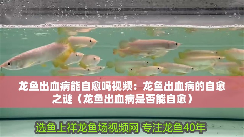 龍魚出血病能自愈嗎視頻：龍魚出血病的自愈之謎（龍魚出血病是否能自愈）