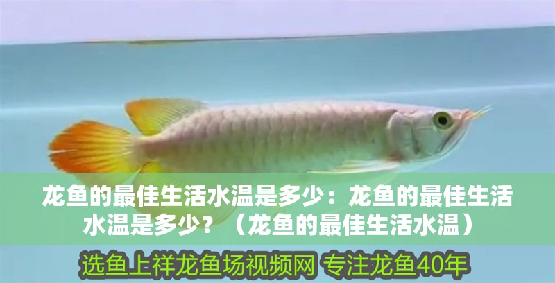 龍魚的最佳生活水溫是多少：龍魚的最佳生活水溫是多少？（龍魚的最佳生活水溫）