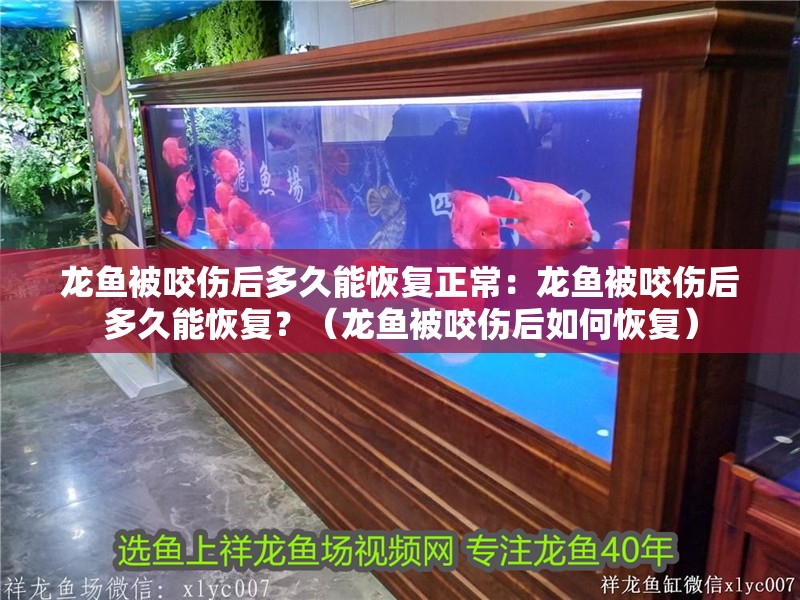 龍魚被咬傷后多久能恢復正常：龍魚被咬傷后多久能恢復？（龍魚被咬傷后如何恢復）